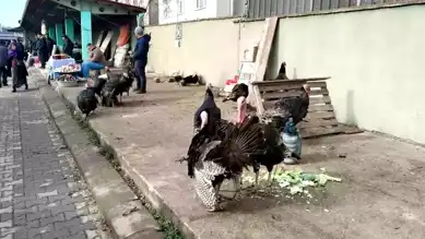 Eflani'de Hindi Satışları Başladı: Fiyatlar 3500 TL'ye Kadar Çıktı!