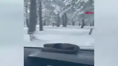 Kar Yağışı Sonrası Aç Karacalar Görüntülendi