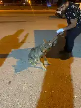Karabük'te Yaralı Şahinler ve Hasta Kurt Kurtarıldı