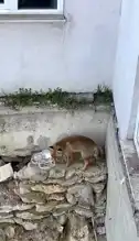 Karabük'te Tilki Şehir Merkezinde Görüntülendi!