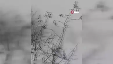 Kış Aylarında Yaban Hayatı Görüntülendi