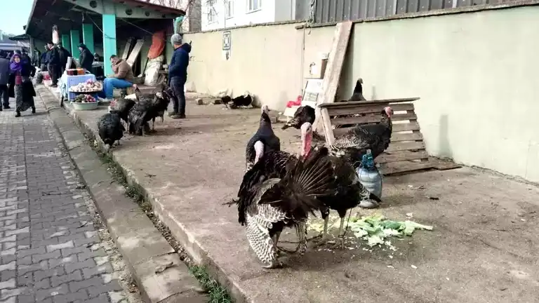Eflani'de Hindi Satışları Başladı: Fiyatlar 3500 TL'ye Kadar Çıktı!
