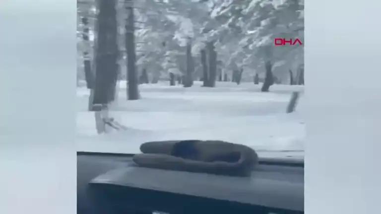 Kar Yağışı Sonrası Aç Karacalar Görüntülendi