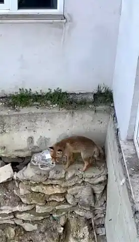 Karabük'te Tilki Şehir Merkezinde Görüntülendi!