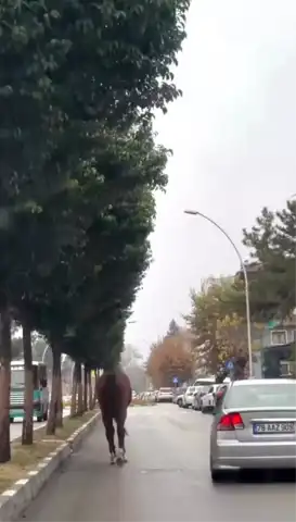 Safranbolu'da Tehlikeli Mazgal ve Koşan At
